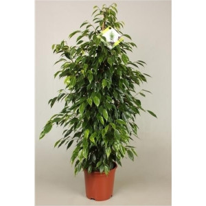 Фикус бенджамина Анастасия 105 см.